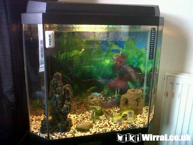 Attached picture new fish tank 1.jpg
